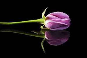 Isolated Pink Flower Drucke: Single pink rose on black surface with reflection