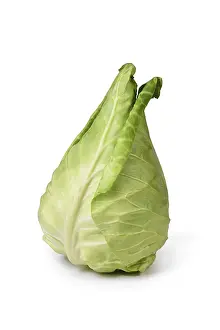 White Cabbage Drucke: Single pointed cabbage vegetable on white background