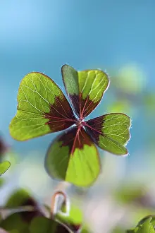 Four Leaf Clover Symbol Drucke: Single quadruple