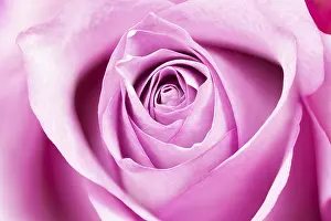 Single Rose Drucke: Single rose, full size