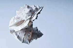 Soft Lighting Photography Drucke: Single seashell reflected on a glossy surface with soft lighting