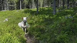 Scandinavian Livestock Farming Drucke: A single sheep stands on a forest path