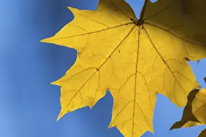 German Fall Foliage Drucke: Single shiny maple leaf in front of a clear sky