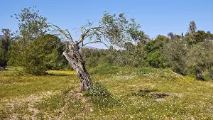 Gnarled Olive Tree Drucke: Single rather small gnarled olive tree in spring meadow