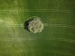 Upper Palatinate Scenery Drucke: Single standing tree in a green field surrounded by continuous lines and shadows