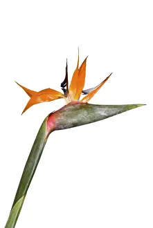 Drucke von Einzel Strelitzia Paradiesvögel Drucke: Einzel Strelitzia