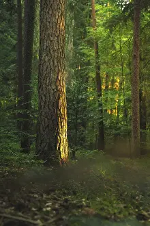 Single Tree Germany Drucke: Single tree with dominant bark in the light