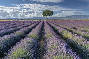 Lavender Field France Drucke: Single tree at the end of rows of flowering lavender