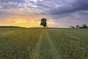 Sunrise In Black Forest Drucke: Single tree in field at sunrise
