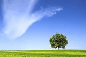 Solitary Tree Drucke: Single tree on the grass field