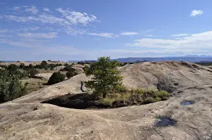 Desert Tree Drucke: A single tree grows between rocks under a blue sky with few clouds