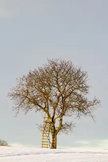 Deciduous Tree In Winter Drucke: A single tree with a high stand