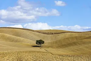 Central Italy Landscape Photo Drucke: Single tree in hilly fields, against blue sky and white clouds