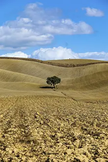 Single Tree In Field Drucke: Single tree in hilly fields, against blue sky and white clouds
