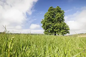 Single Tree In Meadow Drucke: A single tree, horse chestnut (Aesculus)