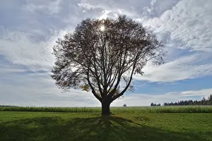 Backlight Shot Of A Tree Drucke: Single tree against the light