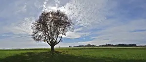 Backlight Shot Of A Tree Drucke: Single tree against the light