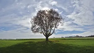 Silhouette Photography Drucke: Single tree against the light