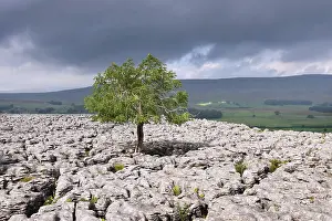 Cloudy Day Outdoors Drucke: Single tree in limestone landscape