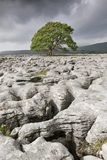English Rural Landscapes Drucke: Single tree in limestone landscape