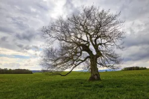 Lone Tree Photography Drucke: Single tree in a meadow with clouds