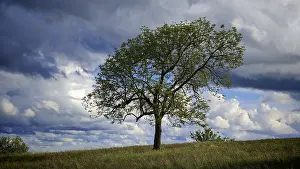 Cloudy Weather Forecast Drucke: Single tree in a meadow under dramatic sky with clouds