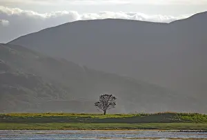 Peaceful Meadow Scene Drucke: Single tree in a meadow in front of a strong