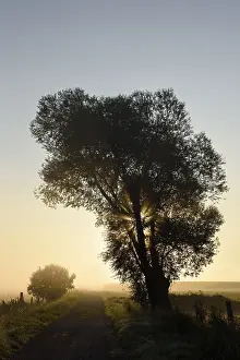 Morning Mist Photography Drucke: Single tree in morning mist, backlight