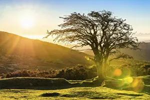 Solitary Tree Drucke: A single tree in the rays of the rising sun