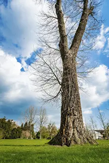 Blue Sky Background Drucke: A Single Tree Standing Alone with Blue Sky and Grass