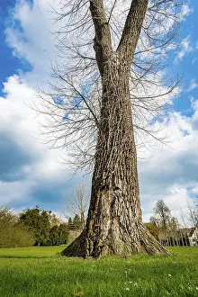 Blue Sky Drucke: A Single Tree Standing Alone with Blue Sky and Grass