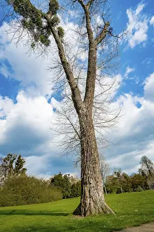 Blue Sky Background Drucke: A Single Tree Standing Alone with Blue Sky and Grass
