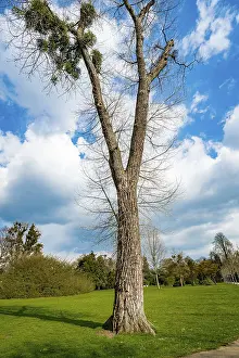 Blue Sky Background Drucke: A Single Tree Standing Alone with Blue Sky and Grass
