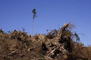Storm Damage Germany Drucke: A single tree standing after the storm Kyrill