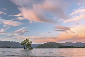 Single Tree In Water Drucke: Single tree standing in the water