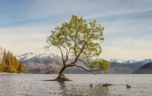 Wanaka Tree Drucke: Single tree standing in water, The Wanaka Tree