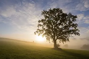 Solitary Tree Landscape Drucke: A single tree stands in the light of sunrise