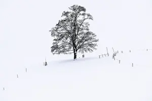 Deserted Winter Landscape Germany Drucke: Single tree in winter landscape