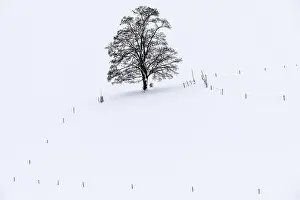 Single Tree Winter Landscape Drucke: Single tree in winter landscape