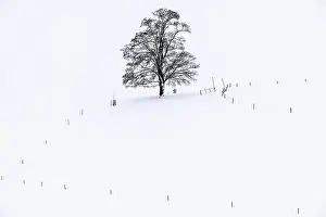 Central Europe Winter Photography Drucke: Single tree in winter landscape