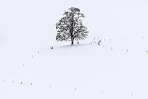 Southern Germany Winter Scene Drucke: Single tree in winter landscape