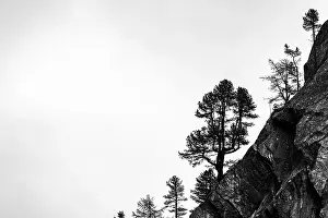 South Tyrol Landscape Photography Drucke: Single trees on rocky ridge in backlight