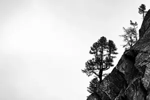 South Tyrol Photography Drucke: Single trees on rocky ridge in backlight