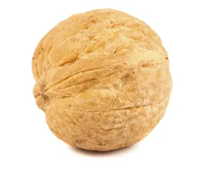 Deserted Walnut Scene Drucke: Single walnut isolated on a white background