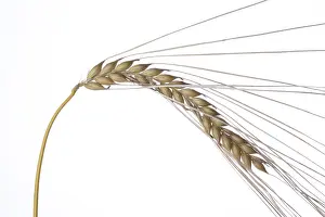 Plain Colored Background Images Drucke: Single wheat plants on a white background