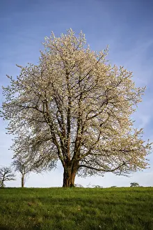 Fruit Blossom Photography Drucke: A single white blossoming fruit tree in a meadow in spring