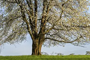 Fruit Blossom Photography Drucke: A single white blossoming fruit tree in a meadow in spring