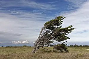Gerahmter Druck : Ein einzelner windgebeulter Baum, Pointe de Chassiron. Gerahmter Druck : Ein einzelner windgebeulter Baum, Pointe de Chassiron.