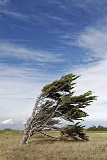 Deserted French Landscape Drucke: Single windbroken tree, Pointe de Chassiron