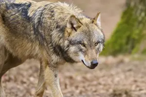 Canis Lupus Habitat Drucke: A single wolf moves in the forest